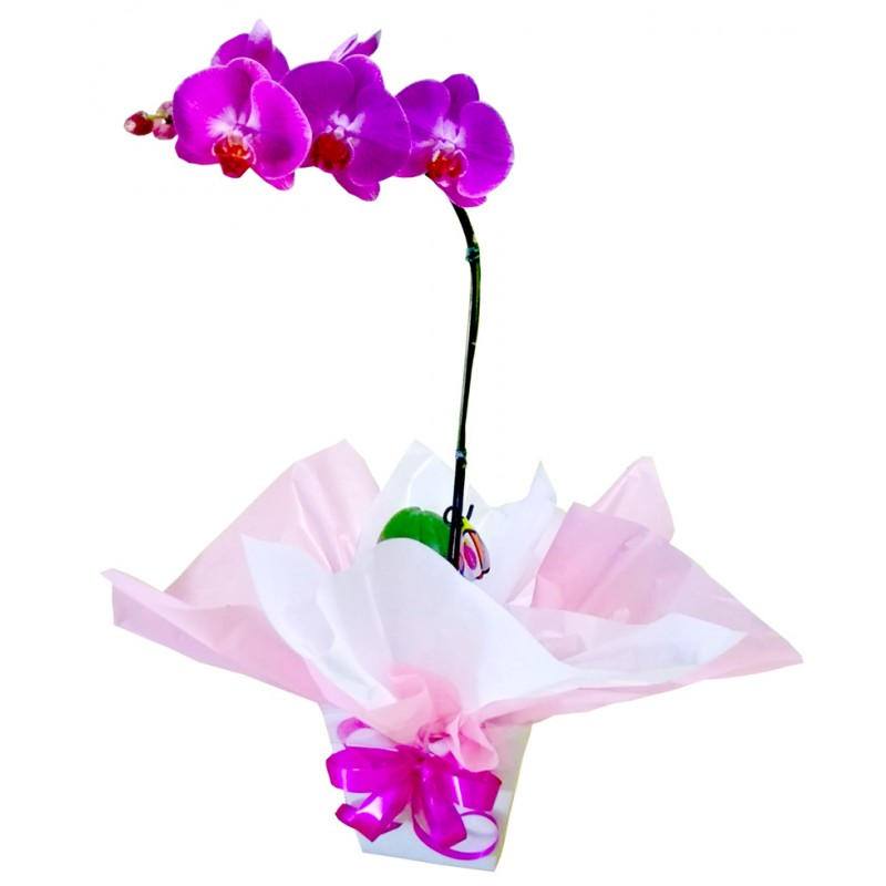 Orquídea Phalaenopsis Especial embalagem cachepô de papelão.