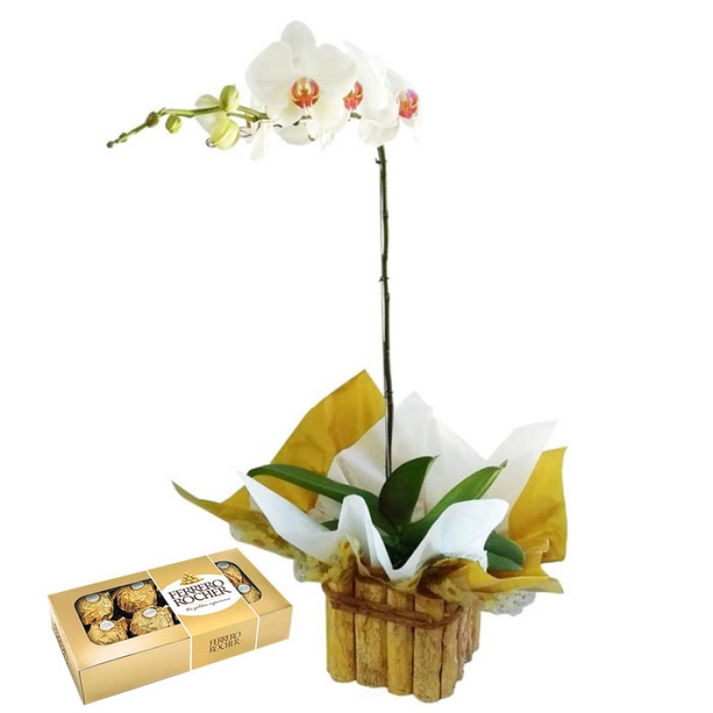 Orquídea Phalaenopsis no Cachepô de Madeira + Ferrero Rocher